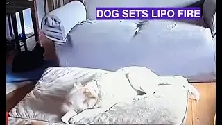 DOG SETS LIPO BATTERY FIRE ACCIDENT!!!!   Warning!  For All RC pilots Crazy!