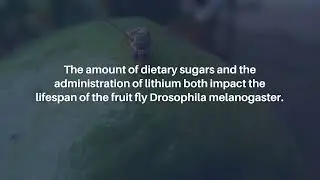 How Dietary Sucrose Affects Lithium's Impact on Gene Expression, Lifespan in Drosophila | Aging-US