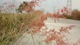 Video Background Bunga Rumput & Suara Alam air mengalir  || Free Footage Video || No Copyright ||