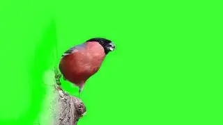 Bird Eating in tree with green screen,  bird green screen, bird overlay