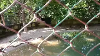 Rare Amazon Forest Crocodile You've Never Seen Before (4K) #shortsfeed #shortvideo #shorts#trending