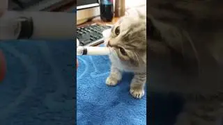 КАК КОРМИТЬ С ШПРИЦА! 