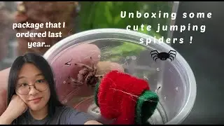 Unboxing jumping spiders I ordered last year :o