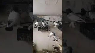 Мои голуби Лалаки и Воки