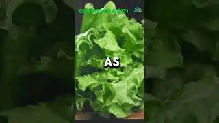 Top 10 Vitamin K-rich Foods To Add To Your Diet