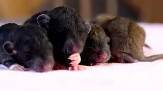 rat babies  Малыши Джи+Чент