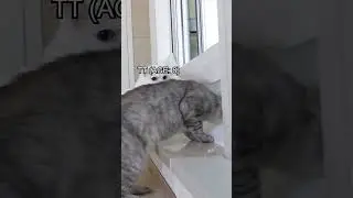Old Cat vs Toilet Paper Wall #kittisaurus #cats #challenge #toiletpaper