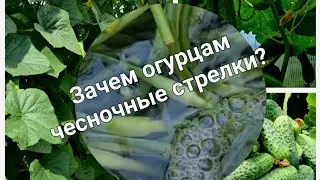 Огурцы будут расти как на "дрожжах", подкормите их хотя бы один раз и результат Вас удивит!