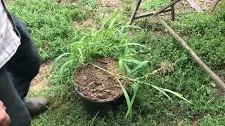 Супер сито сеет всё 2