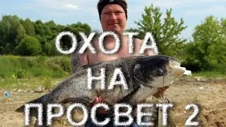 Подводная охота в лёжке. Толстолобик. Смотреть только подвохам.