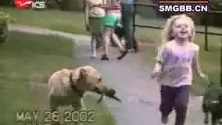The world's most funny dog video