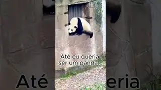 Pandinhas  #nature #cute #panda #shorts