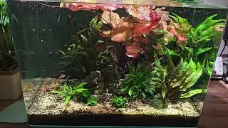 Shrimp Tank - 6th February 2024