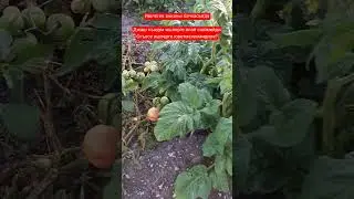 Акканы бачхасында #кавказ #карачаевцы #балкарцы #nature