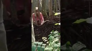 nakakarakot ang ahas buti may net #becomingfarmer #buhayprobinsya
