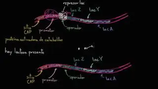 Operón lac | Regulación génica | Biología | Khan Academy en Español