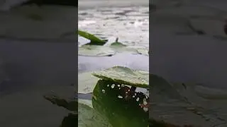 Утро на речке, фидерная рыбалка