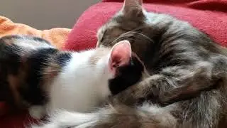 Mother Cat