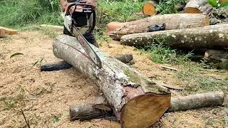 Sawing logs makes frame material for house construction materials