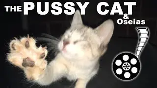 🎞🎥 OSEIAS & PUSSY CAT 👦🏻🐈