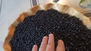 Бузина ягода, польза и вред