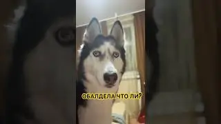 Нет слов что за предложения🙄