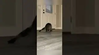 Exercising FAT cats 😂 