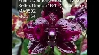 P. Mituo Reflex Dragon Blueberry Gem