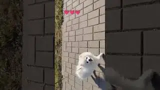 #animals #шортс #тикток #животные #tiktok #топ #рек #instagram #dog #shorts #шпиц #рекомендации #тт
