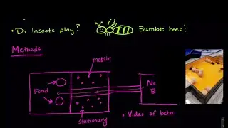 [UPDATED] Are these bees playing ball? | SJK Academy | Neuroscience