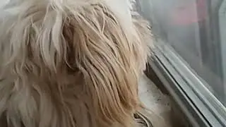 Recorder Vs Teddy