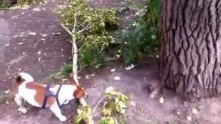 Джек и палочка.