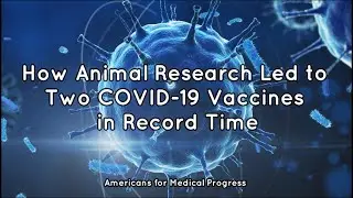 How Animal Research Led to Two COVID-19 Vaccines in Record Time