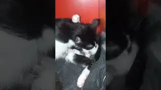 Котятам три недели 😊 Уже не " мыши", а настоящие коты)) ТриКота🐈🐈🐈
