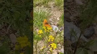 живая природа Архыз 