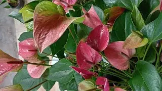 පැකේජ අංක #25 බුෂ් තුනක් මව් ශාක අටක් 3600/= විශ්වාසවන්තව ඇන්තුරියම් මිලදී ගැනීමට අප හා එක් වන්න.