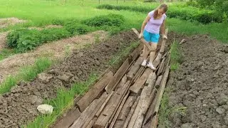 Календула радует. Новая грядка. Покос продолжается