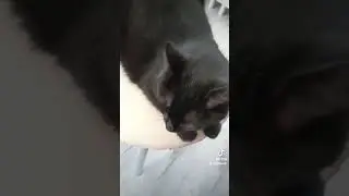 Две кошки и один кот#  Чё ты свои зенки пялишь ?#Замечательнаякошка