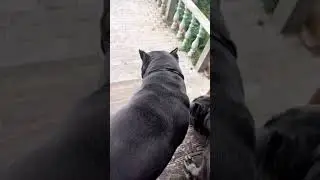 Попробую загрузить, но ютуб тормозит жутко.  https://t.me/tttt_canecorso тут мы каждый день