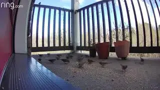 Birds Feeding on Seeds - Upload 1