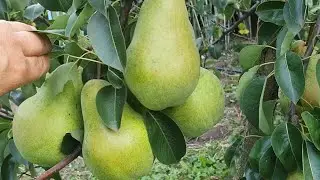 Pear BRYANSKAYA KRASAVITSA 2021