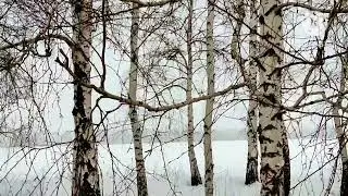 Березоньки...
