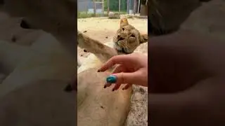 Silly Lion