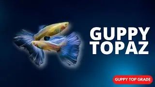 GUPPY TOPAZ - GUPPY INDONESIA