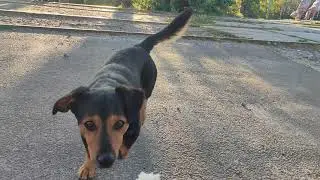 Cute dog walks | Dachshund