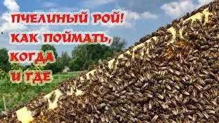 Ловля роёв | Секреты установки ловушек.
