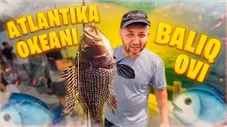 AMERIKADA BALIQ OVI | Okeandagi Garoyib baliqlar  ,akula tutdik.
