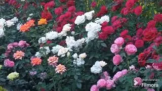 АСМР💦Звуки воды и цветы