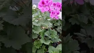 Мои королевские.