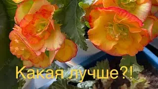 Какая бегония лучше: корневая или клубневая